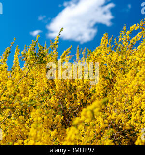 Fleurs jaune arbre de mimosa aux beaux jours avec ciel derrière Banque D'Images