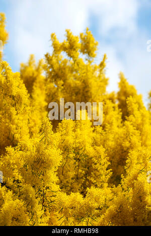 Fleurs jaune arbre de mimosa aux beaux jours avec ciel derrière Banque D'Images