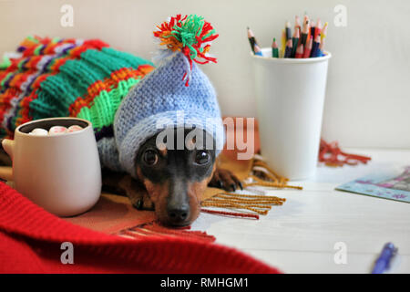 Chien pinscher nain en multi-couleur des vêtements tricotés avec une capuche avec un mug de marshmallo dans un agréable environnement accueil Banque D'Images