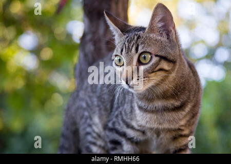 Chaton rayé grimpe un arbre dans le jardin Banque D'Images