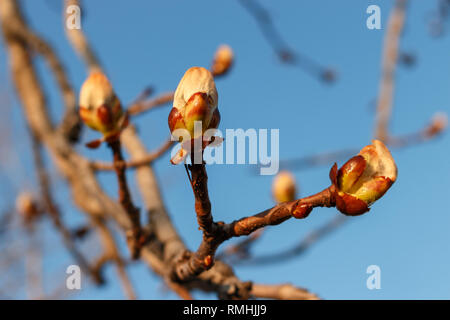 Direction générale de la châtaigne printemps avec les bourgeons sur fond de ciel bleu. La nature et la floraison au printemps Banque D'Images