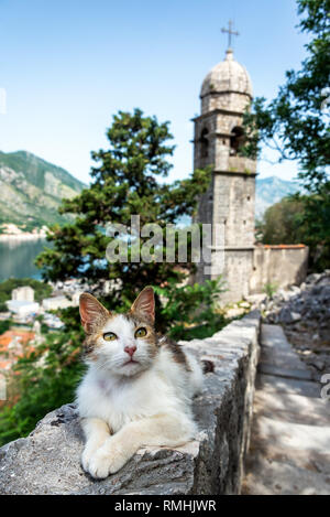 Chat posant sur les murs de la ville de Kotor, Monténégro avec l'église de Notre-Dame du remède dans l'arrière-plan Banque D'Images