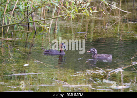 Un grèbe Castagneux (Tachybaptus ruficollis), également connu sous le nom de dabchick, nourrir les poussins. Banque D'Images