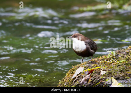 Cinclus cinclus balancier (européenne) se nourrissant dans un courant rapide. Banque D'Images