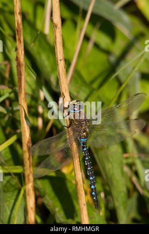 Un migrant Hawker dragonfly Aeshna mixta), (reposant sur une tige de roseau. Banque D'Images