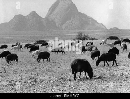 Le Sud-Ouest africain (Namibie) : aujourd'hui : l'image montre des moutons et chèvres dans le désert du Namib et à l'arrière du Spitzkoppe. Banque D'Images