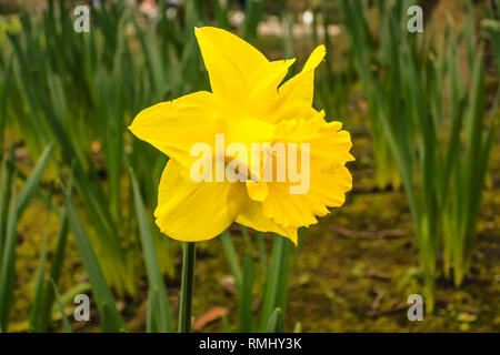 Fleur jaune jonquille Banque D'Images