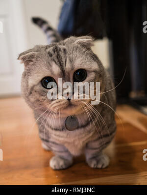 Adorable jeune blanc et gris Scottish Fold munchkin cat. Banque D'Images