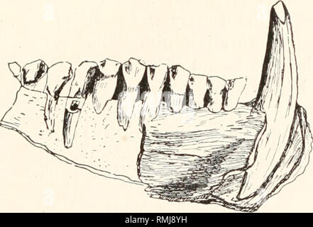 . Annales du Musée de l'Afrique du Sud. Annale van die Suid-Afrikaanse Museum. L'histoire naturelle. La faune et la stratigraphie de la série Stormberg. 343 Le canal neural est bien définie. L'apophyse transverse sont placés à mi-chemin le long de la vertèbre, et surviennent au niveau de la partie supérieure de l'centrum. La base du processus occupe les deux tiers au moins de toute la longueur de l'centrum. Pas zygapophyses sont préservés. Type. Fragment de crâne S.A.M. No de cat. N° 1885. Localité, Paballong, Mt. Fletcher, Province du Cap. Horizon. Lits rouge. LYCORHINUS ANGUSTIDENS, gen. et sp. nov. Texte fig. 8. Le type de ce sw Banque D'Images