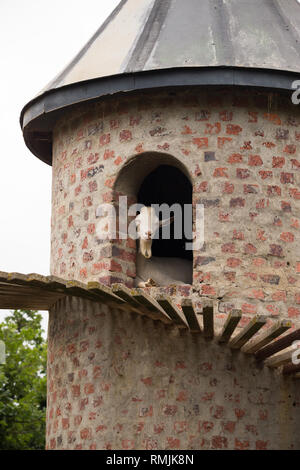 (Capra aegagrus hircus) Saanen chèvre blanche billy couchée à l'intérieur d'une tourelle et regardant la ferme Fairview à Paarl, Cape Winelands, Afrique du Sud Banque D'Images