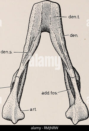 . Annales du Musée de l'Afrique du Sud  = Annale van die Suid-Afrikaanse Museum. L'histoire naturelle. 226 ANNALES DE LA SOUTH AFRICAN MUSEUM den.s ref.l :. 3 cm Fig. 18. Oudenodon sp. SAM-6045, de Houd, Graaff Reinet- Constant. Mâchoire inférieure en vue dorsale. Le diagnostic genre Oudenodon (Fig 16-18) a récemment été revu et illustré par Cluver &AMP ; Hotton (1981) et leur diagnostic avec une légère modifica- tion sera utilisé ici. Moyennes à grandes (longueur du crâne dicynodontes allant de 100 mm à plus de 300 mm). Manque des dents dans les mâchoires supérieure et inférieure. Postorbitals bien séparé sur le toit du crâne Banque D'Images