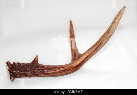 Un seul abri bois d'un cerf mâle Blacktail est définie sur un fond blanc dans la lumière naturelle, offrant un contraste dans la texture et la couleur. Banque D'Images
