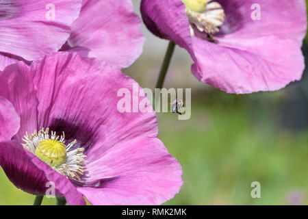 Un seul bourdon, dans l'air, vole à l'autre parmi les fleurs d'un trio de trois coquelicots rose vif (floue fond vert, au début de l'été). Banque D'Images