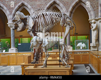Septembre 2016 - Oxford : Oxford University's Museum d'histoire naturelle abrite de nombreux squelettes reconstitués comme ce mastodon. Banque D'Images
