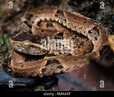 Fer-de-lance (Bothrops asper) Pit Viper serpent juvénile dans la forêt tropicale, au Panama. Banque D'Images