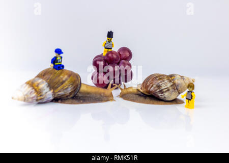 Photographie Gros plan d'une deux escargots géants dans le studio sur une surface brillante blanc et arrière-plan flou avec des baies de raisin fruits rouge et trois allumé Banque D'Images