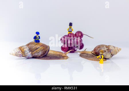 Photographie Gros plan d'une deux escargots géants dans le studio sur une surface brillante blanc et arrière-plan flou avec des baies de raisin fruits rouge et trois allumé Banque D'Images