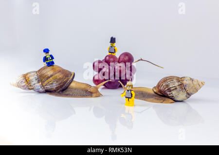 Photographie Gros plan d'une deux escargots géants dans le studio sur une surface brillante blanc et arrière-plan flou avec des baies de raisin fruits rouge et trois allumé Banque D'Images