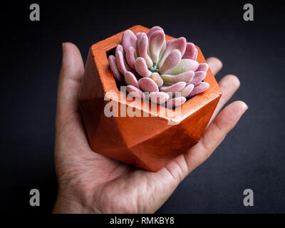 Main tenant le cuivre moderne géométrique couleur béton hexagonal semoir avec belle plante succulente rose sur fond sombre. Pot en béton peint pour Banque D'Images