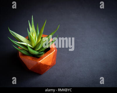 Couleur cuivre moderne en béton hexagonal géométrique semoir avec plante succulente vert sur fond sombre avec copie espace. Béton peint pour pot d'accueil Banque D'Images