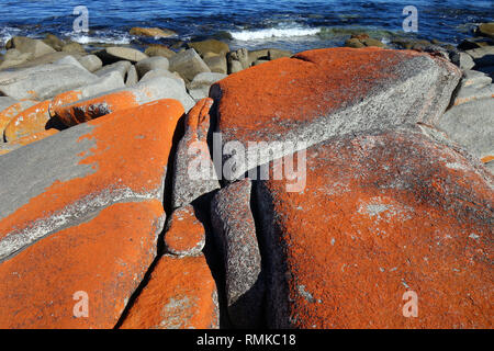 Lichen orange sur les rochers côtiers, baie Binalong Bay, Bay of Fires, Tasmanie, Australie Banque D'Images