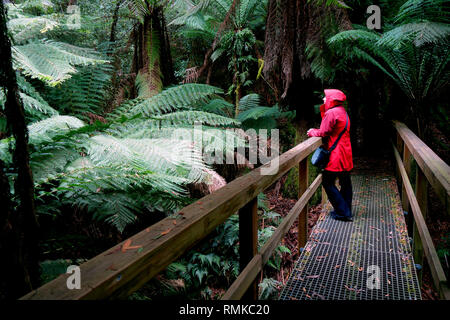 Femme en robe rouge d'admirer des fougères arborescentes (Dicksonia antarctica), Gorge Fern Notley State Reserve, près de Launceston, Tasmanie, Australie. Pas de monsieur ou PR Banque D'Images