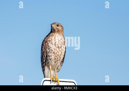 Red-tailed hawk man closeup détail oiseau perché sur panneau avec le fond de ciel, Orlando, Floride Banque D'Images