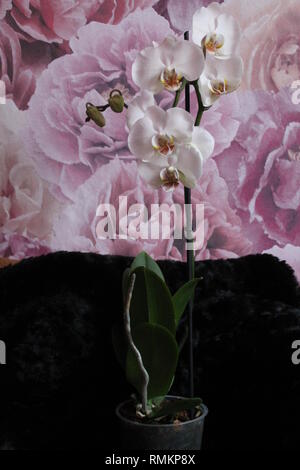 Pure white orchid fleurs en pot pour la décoration maison et joli cadeau en vacances Banque D'Images