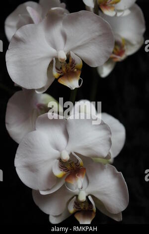 Pure white orchid fleurs en pot pour la décoration maison et joli cadeau en vacances Banque D'Images