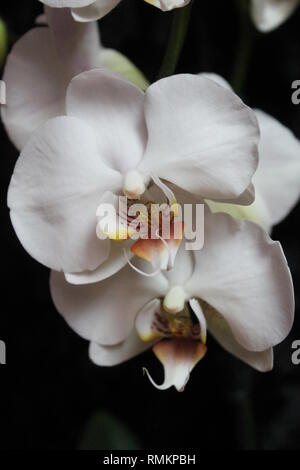 Pure white orchid fleurs en pot pour la décoration maison et joli cadeau en vacances Banque D'Images