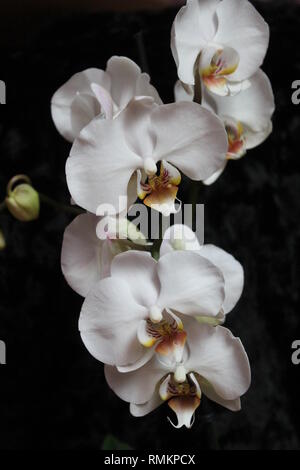 Pure white orchid fleurs en pot pour la décoration maison et joli cadeau en vacances Banque D'Images