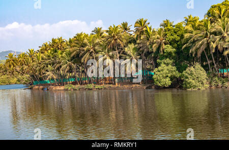 Belles Backwaters/Lagon de Western Ghats, Inde du Sud. L'un des points chauds de la diversité biologique mondiale de l'UNESCO. Banque D'Images