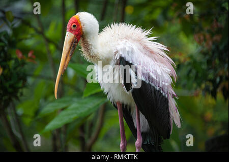 Portrait of a yellow-billed stork (Mycteria ibis), que l'on appelle parfois la cigogne en bois ou bois ibis. Banque D'Images