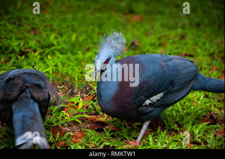 Western couronné pidgeons ou blue pidgeon (Goura cristata couronné) avec green bokeh background Banque D'Images