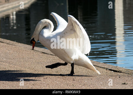 Cygne muet marche sur terre Banque D'Images