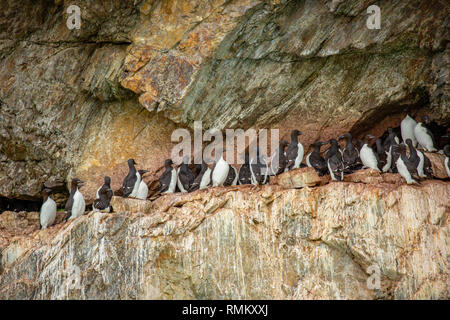 Colonie de Guillemots de Brünnich guillemot de Brünnich ou (Uria lomvia) à Aalkefjellet Hinlopenstretet Spitsbergen, Svalbard, qui abrite plus de 60 000 Banque D'Images