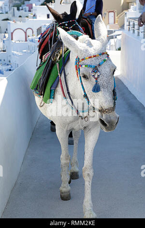 Les ânes en se promenant dans les rues de l'île de Santorin en Grèce Banque D'Images