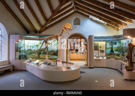 Flagstaff, Arizona, États-Unis d'Amérique - 5 janvier 2017. Vue de l'intérieur de la Museum of Northern Arizona de Flagstaff, avec un squelette de dinosaure Banque D'Images