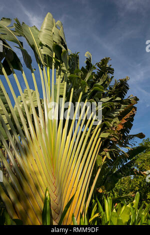 Cm492 CAMBODGE, Phnom Penh, 93, rue de l'Hôtel Jardin iRoHa, traveller's Palm, Ravenala madagascariensis Banque D'Images