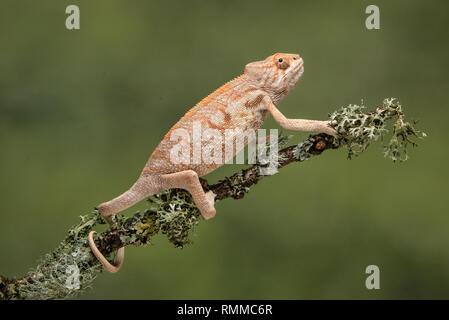 Un caméléon monter un lichen covered avec sa queue enroulée autour de la douleur contre un fond vert Banque D'Images