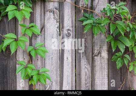 Nature fond de bois. Le raisin sauvage de feuillage sur fond de bois vintage avec copie espace. Les feuilles vertes de vignes sauvages sur parquet en bois naturel backgrou Banque D'Images