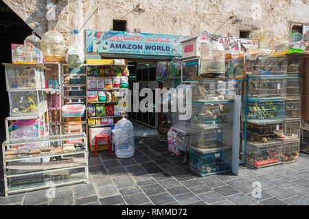 Doha, Qatar - 3 novembre, 2016. Pet Shop au Souk d'oiseaux à Doha, avec les cages. Banque D'Images