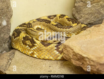 Black-tailed Crotale de l'Ouest (Crotalus molossus) parmi les roches Banque D'Images