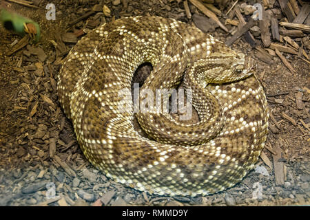 Crotale de l'Amérique du Sud (Crotalus durissus terrificus) Banque D'Images