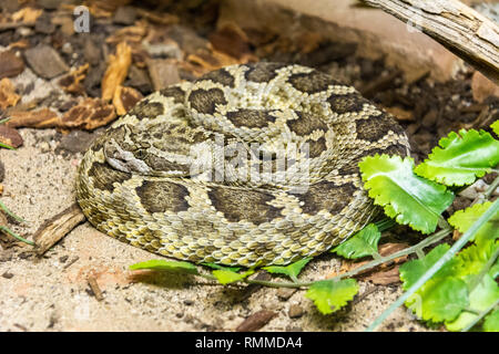 Pacifique Sud (crotales Crotalus prepanus helleri) Banque D'Images