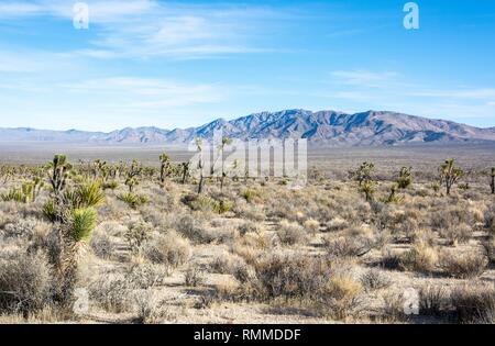 Paysage de désert de Mojave en Californie. Banque D'Images
