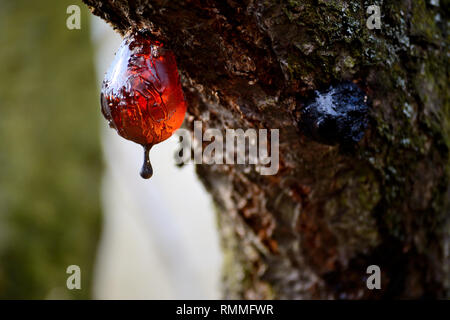 Goutte de résine d'arbre, ambre Banque D'Images