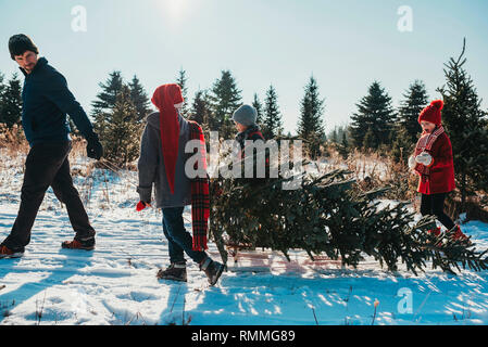 Père et trois enfants tirant un arbre de Noël sur un traîneau, United States Banque D'Images