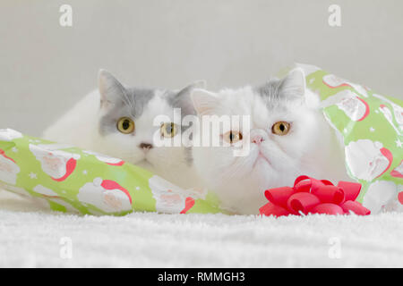 Deux chats assis sur du papier d'emballage de Noël Banque D'Images