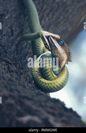 Arbre généalogique de vol (serpent Chrysopelea ornata) manger un lézard à crête bleue (Calotes mystaceus), Thaïlande Banque D'Images